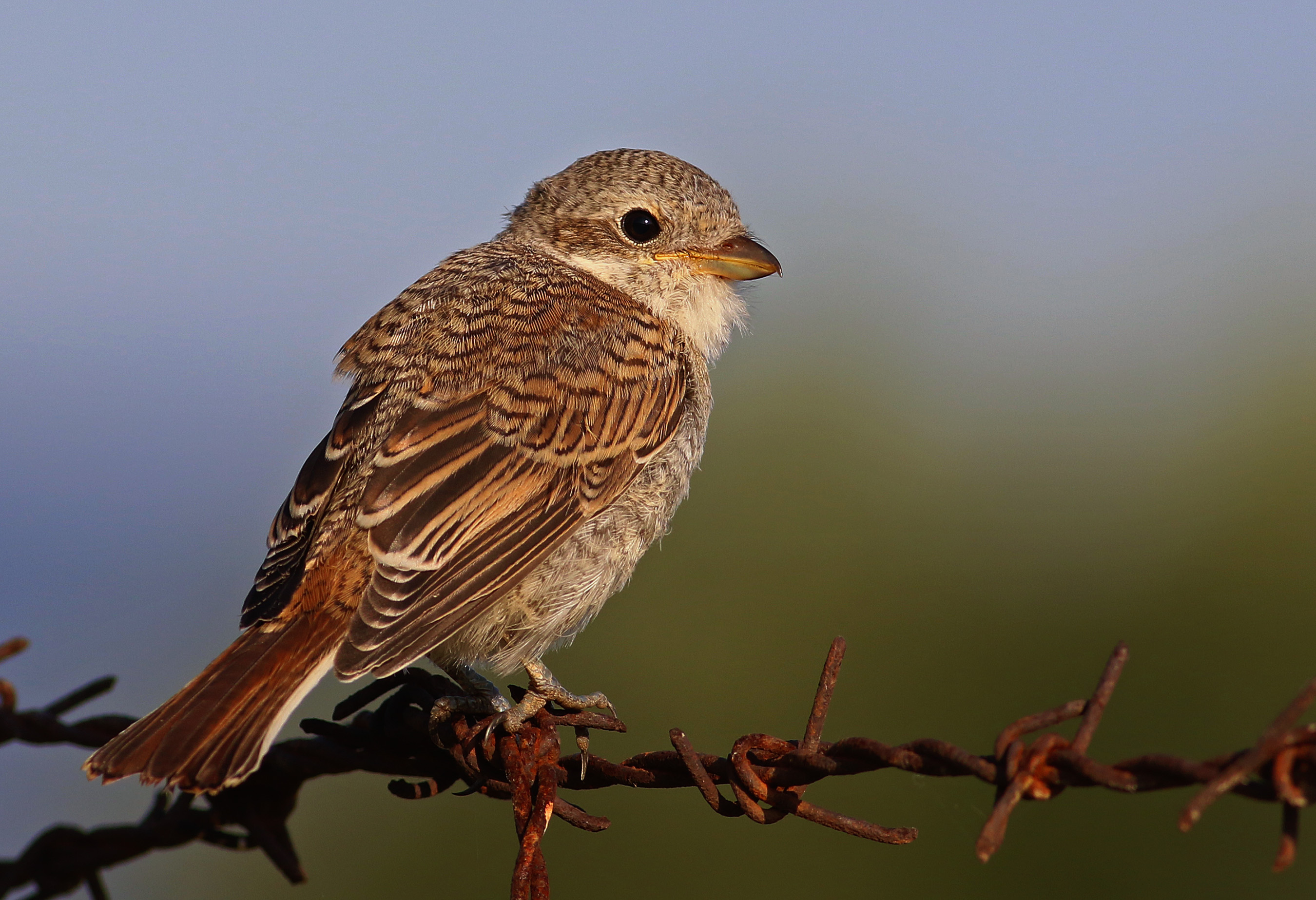 Red-backed Shrike — Ana fotoğraf